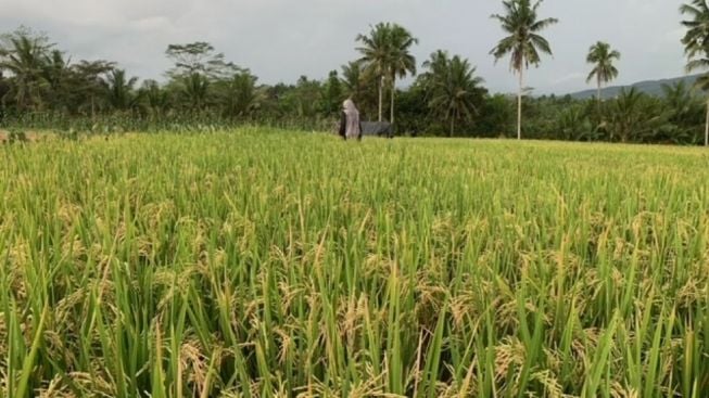 Pupuk Indonsia Tindak Distributor hingga Kios Yang Jual Harga Pupuk Di Atas HET.