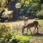 Kebun Binatang Bandung dari Zaman Belanda, Jepang, dan Kemerdekaan