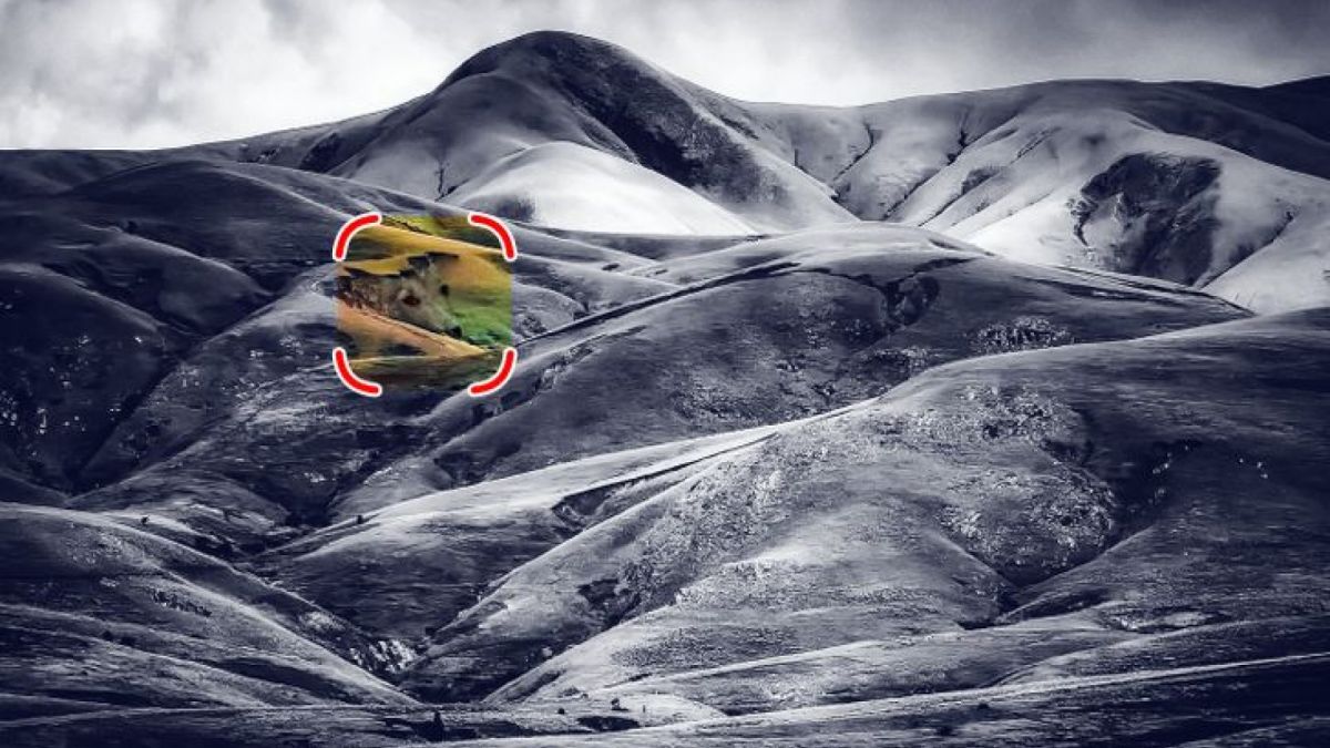 Jawaban tes IQ: letak anjing yang tersembunyi [Educadores Live]