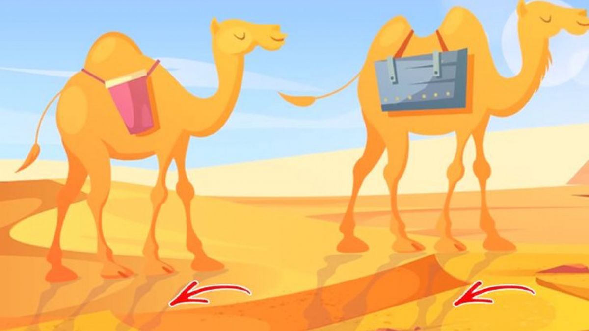 Jawaban Tes IQ [Educadoreslive]