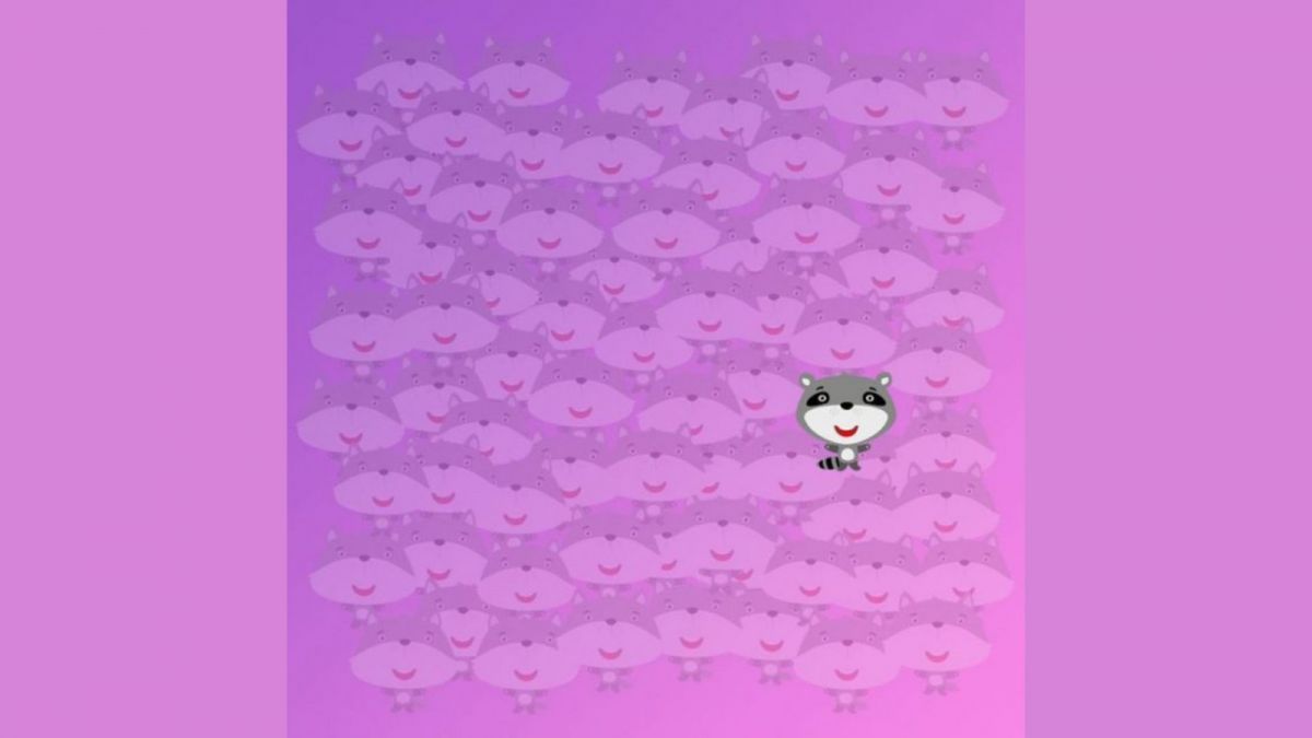 Ilustrasi jawaban tes IQ, menemukan rakun dalam waktu 10 detik. [Educadores Live]