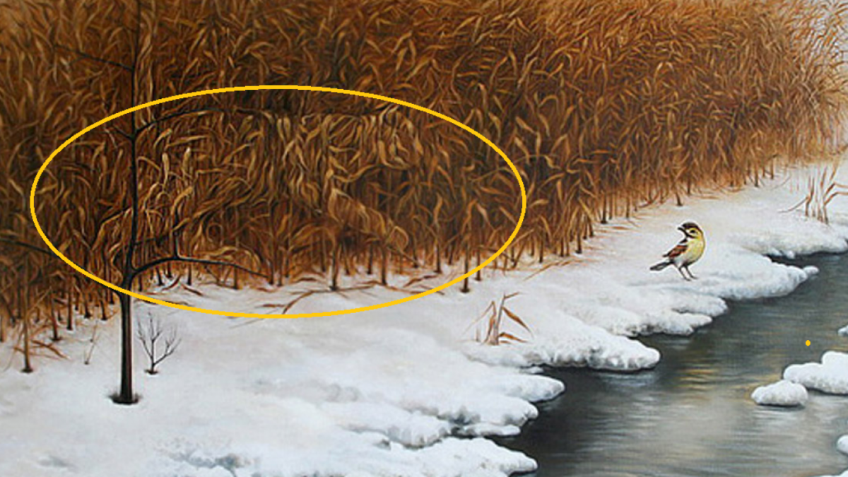 Jawaban Tes IQ [Educadoreslive]