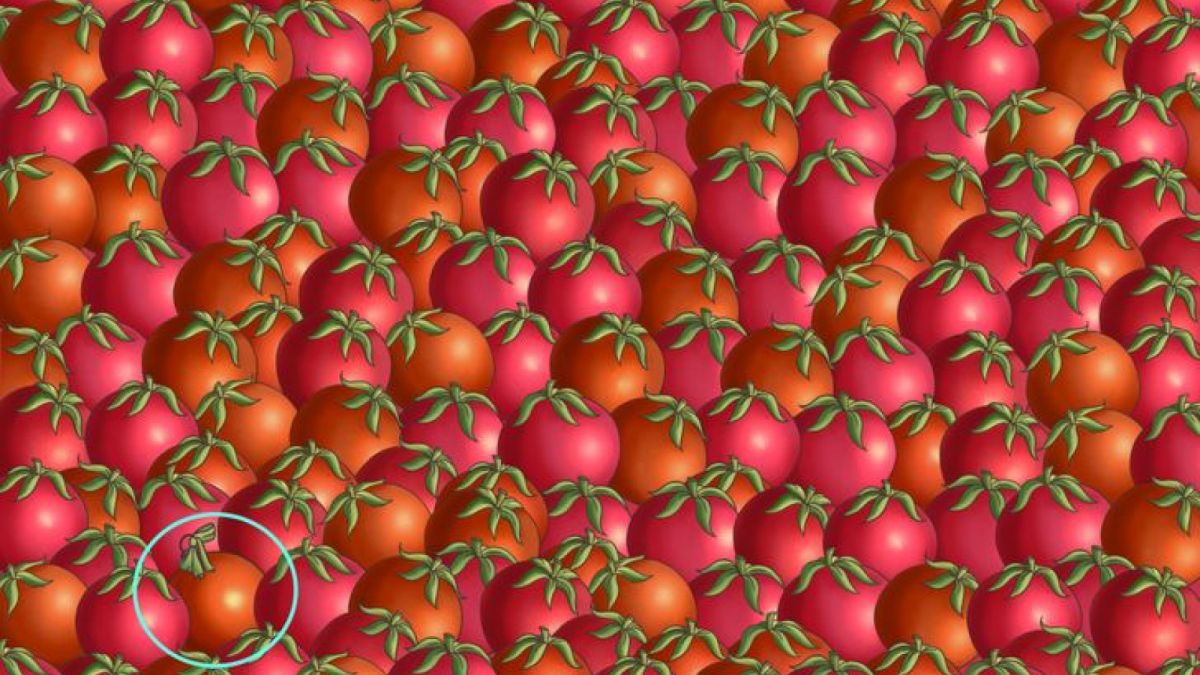 Jawaban Tes IQ [Educadoreslive]