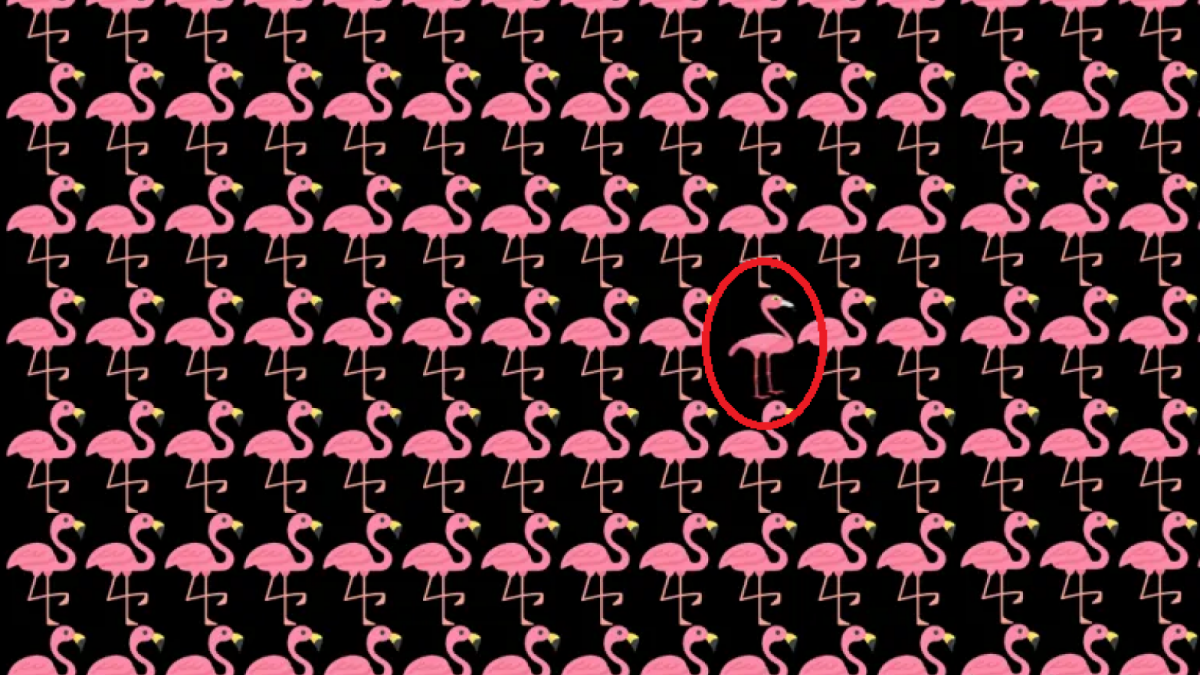 Jawaban Tes IQ [Educadoreslive]