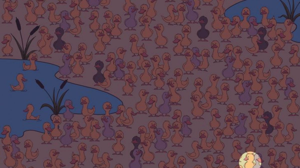 Jawabn Tes IQ [Educadoreslive]