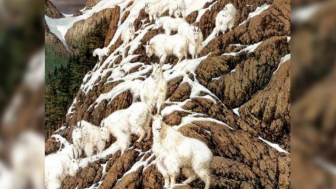 Tes Kepribadian: Berapa Banyak Domba yang Anda Lihat? Mengatakan Kepribadianmu