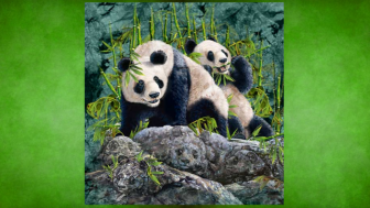 Tes IQ: Cerdas! Jika Anda Menemukan Ketujuh Panda Lainnya Dalam Waktu 7 Detik