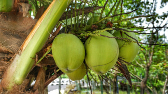 4 Manfaat Air Kelapa Muda untuk Kesehatan, Salah Satunya Melancarkan Pencernaan