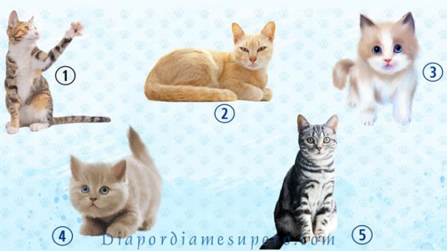 Tes Kepribadian: Pilih Jenis Kucing yang Anda Sukai! Mengungkap Sisi Kepribadianmu