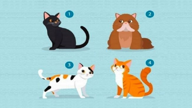 Tes Psikologi: Pilih Satu Anak Kucing, Cari Tahu Cinta seperti Apa yang Anda Cari dalam Suatu Hubungan